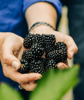 Just A Handful of Berries for Brain Health