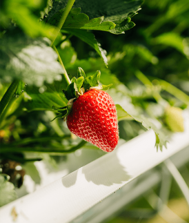Embracing Autumn in Australia