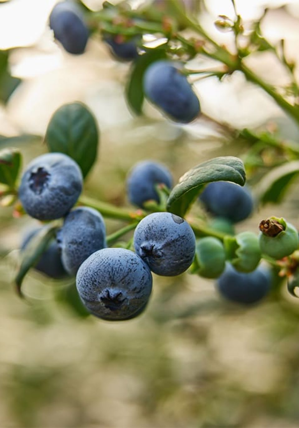 Sweetest Batch Blueberries | Perfectly Sweet & Juicy | Driscolls