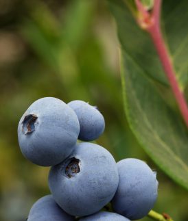 Blueberry Season in Australia