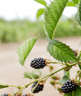 The History of the Blackberry