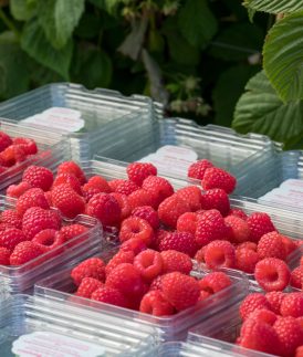 Behind The Scenes of The Delightful Raspberry