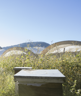Natural Control is Best for Berries