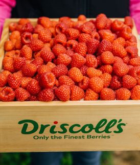 Behind The Raspberry Job: Growing Raspberries in Australia